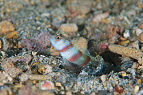 Steinitz' Shrimp goby (Amblyeleotris steinitzi), Kimbe Bay, West New Britain, Papua New Guinea
