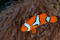 Clown anemonefish (Amphiprion percula) in anemone, Kimbe Bay, West New Britain, Papua New Guinea