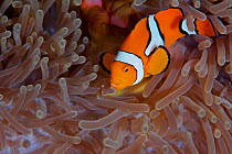 Clown anemonefish (Amphiprion percula) in anemone, Kimbe Bay, West New Britain, Papua New Guinea