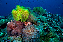 Colorful anemones on coral reef, Kimbe Bay, West New Britain, Papua New Guinea