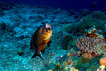 Midnight snapper (Macolor macularis) being cleaned by Bluestreak cleaner wrasse (Labroides dimidiatus), Kimbe Bay, West New Britain, Papua New Guinea