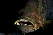 Closeup of a Orange-spotted grouper (Epinephelus coioides), Kimbe Bay, West New Britain, Papua New Guinea