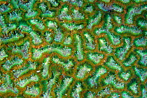 Detail of coral pattern, Kimbe Bay, West New Britain, Papua New Guinea