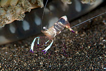 Magnificent shrimp (Ancylomenes magnificus), Kimbe Bay, West New Britain, Papua New Guinea