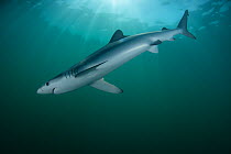 Blue shark (Prionace glauca) female off the coast of Portugal. August.