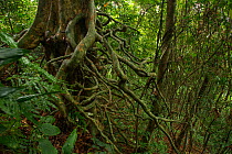 Tree with aerial roots in equatorial rainforest, Principe Island, UNESCO Biosphere Reserve, Democratic Republic of Sao Tome and Principe, Gulf of Guinea.