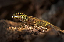Annobon Dwarf Gecko  (Lygodactylus delicatus) Principe Island, UNESCO Biosphere Reserve, Democratic Republic of Sao Tome and Principe, Gulf of Guinea.