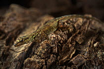 Annobon Dwarf Gecko  (Lygodactylus delicatus) Principe Island, UNESCO Biosphere Reserve, Democratic Republic of Sao Tome and Principe, Gulf of Guinea.