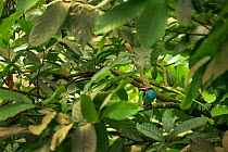 Great kingfisher (Halcyon malimbica dryas) Principe Island, UNESCO World Heritage Site, Democratic Republic of Sao Tome and Principe, Gulf of Guinea.