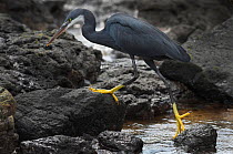 Black erget (Egretta gularis) Island of Principe UNESCO Biosphere Reserve, Democratic Republic of Sao Tome and Principe, Gulf of Guinea.