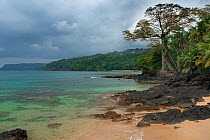 Tree on the North Coast at Bom Bom Beach, Principe Island. UNESCO Biosphere Reserve, Democratic Republic of Sao Tome and Principe, Gulf of Guinea.