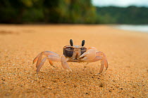Ghost crab (Ocypode africana) on beach, Island of Principe, UNESCO Biosphere Reserve, Democratic Republic of Sao Tome and Principe, Gulf of Guinea
