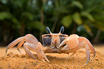 Ghost crab (Ocypode africana) on beach, Island of Principe, UNESCO Biosphere Reserve, Democratic Republic of Sao Tome and Principe, Gulf of Guinea