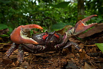 White forest crab (Cardisoma armatum) Island of Principe UNESCO Biosphere Reserve, Democratic Republic of Sao Tome and Principe, Gulf of Guinea.