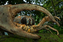 White forest crab (Cardisoma armatum) portrait, seen through claw, Island of Principe UNESCO Biosphere Reserve, Democratic Republic of Sao Tome and Principe, Gulf of Guinea.