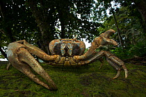 White forest crab (Cardisoma armatum) Island of Principe UNESCO Biosphere Reserve, Democratic Republic of Sao Tome and Principe, Gulf of Guinea.