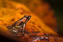 Pod Frog (Phrynobatrachus dispar) Obo Natural Park, Principe Island UNESCO Biosphere Reserve, Democratic Republic of Sao Tome and Principe, Gulf of Guinea.