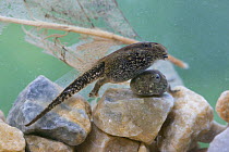 American toad (Bufo americanus) tadpole metamorphosis. Philadelphia, Pennsylvania, USA, May.