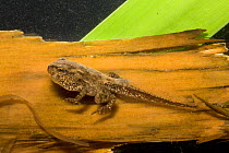 American toad tadpole (Bufo americanus) metamorphosing, Philadelphia, Pennsylvania, USA, May.