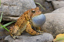 American toad (Bufo americanus) male calling,  vocal sac inflated, Philadelphia, Pennsylvania, USA. May.
