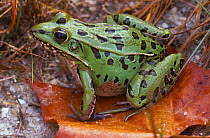 Southern Leopard Frog (Lithobates sphenocephalus) female, New  Jersey, USA.