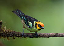 Flame-faced  tanager (Tangara parzudakii) Mashpi Cloud Forest Reserve,  Ecuador.