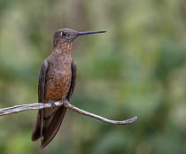 Giant hummingbird (Patagona gigas) Antisanilla Ecological Reserve, Ecuador,