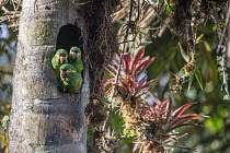 Yellow-plumed parakeets (Leptosittaca branickii) at nest cavity in wax palm tree stump, Tapichalaca Biological Reserve, Ecuador.