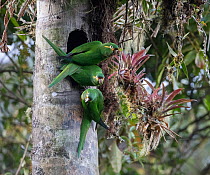 Yellow-plumed parakeets (Leptosittaca branickii) at nest cavity in wax palm stump, Tapichalaca Biological Reserve, Ecuador.