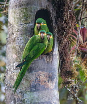 Yellow-plumed parakeets (Leptosittaca branickii) at nest cavity in wax palm stump, Tapichalaca Biological Reserve, Ecuador.