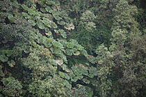 Gunnera leaves (Gunnera sp) Yanacocha Reserve, Ecuador