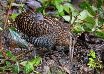Imperial snipe (Gallinago imperialis)   Yanacocha Reserve, Ecuador.