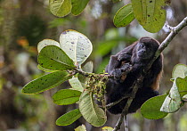Mantled howler monkey (Alouatta palliata) Buenaventura Ecological Reserve, Ecuador.