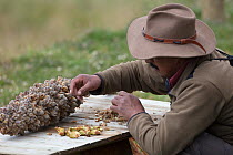 Jocotoco Conservation Foundation ranger extracting seeds from Bromeliad (Puya sp) Antisanilla Reserve, Ecuador.