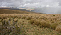Paramo, high elevation grassland, Antisanilla Reserve, Ecuador.