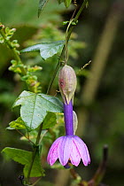 Passionflower (Passiflora cubalensis) Yanacocha Reserve, Ecuador.