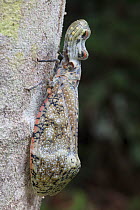 Peanuthead bug / Lanternfly (Fulgora lateneria) Copalinga, Ecuador.