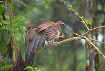 Rufous-headed chachalaca (Ortalis erythoptera) adults and juvenile; Buenaventura Ecological Reserve, Ecuador.