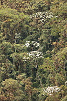 Cecropia trees (Cecropia sp) subtropical cloud forest, Tapichalaca Reserve, Ecuador.