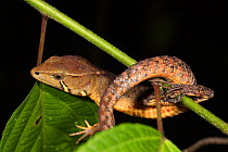 Somber stream lizard (Galenesaurus cochranae) on sleeping twig, Napo, Ecuador.