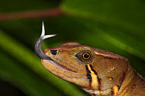 Somber stream lizard (Galenesaurus cochranae) sensing with tongue, Narupa area, Ecuador.