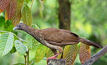 Speckled chachalaca (Ortalis guttata) Copalinga Reserve, Ecuador,