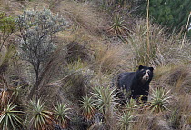 Spectacled bear (Tremarctos ornatus) among Achupalla bromeliads a major food source; Antisanilla Reserve, Ecuador.