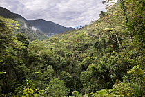 Subtropical Forest, Copalinga Reserve, Ecuador, December.
