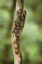 Touzet's wood lizard (Enyalioides touzeti) a sit-and-wait-predator; Buenaventura Ecological Reserve, Ecuador.