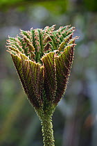 Gunnera (Gunnera sp) leaf bud, Yanacocha Reserve, Ecuador.