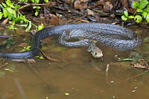 Black-tailed indigo snake (Drymarchon melanurus) Jorupe Reserve, Ecuador.