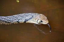 Black-tailed indigo snake (Drymarchon melanurus) swimming, Jorupe Reserve, Ecuador.
