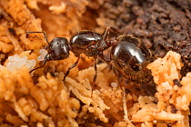 Carpenter ant (Camponotus sp.) with eggs, Wissahickon Valley Park Philadelphia, Pennsylvania, USA