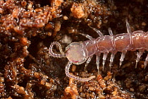 Centipede, Armentrout Preserve Philadelphia, Pennsylvania, USA, September.
